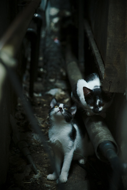 九游游戏中心-_掘金攻守两端俱佳，连续赢得多场佳绩_，掘金craig