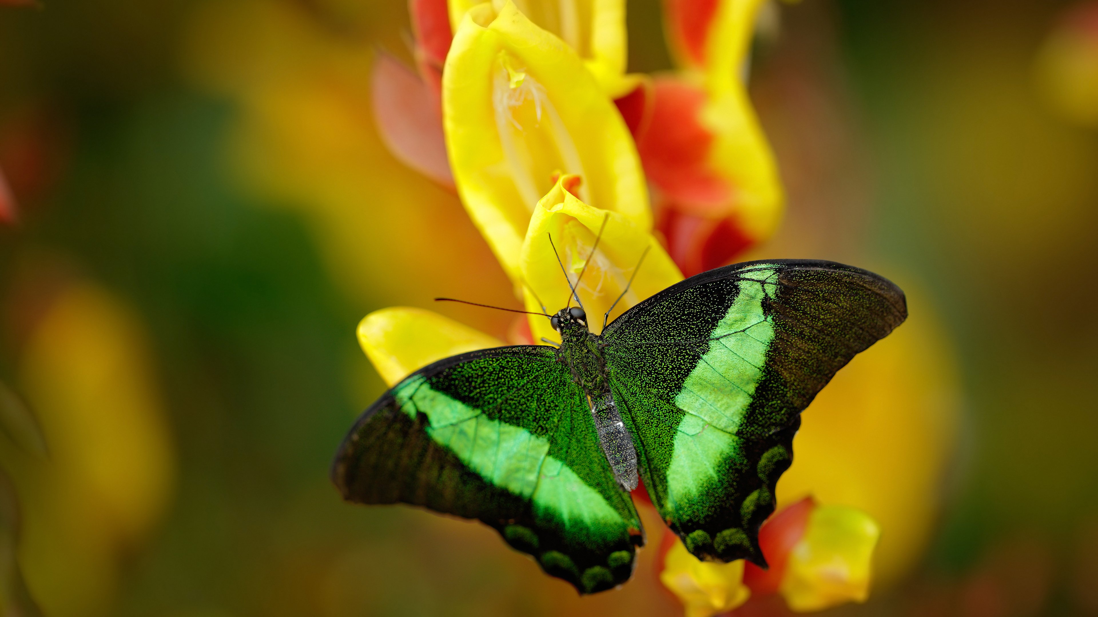 九游下载安装-_鹈鹕队新援表现抢眼，球队士气大振_，鹈鹕队新闻
