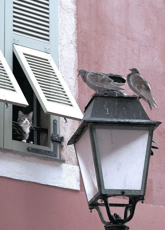 “雪地飙车：北极圈的冰雪战神”，极地雪橇车