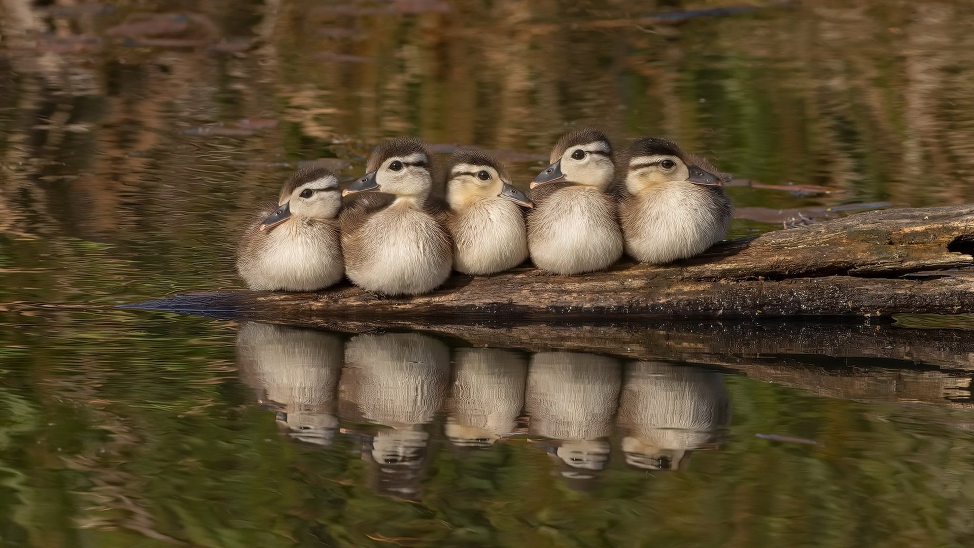 伊朗马术协会推出马术运动员健康管理系统，关注运动员身心健康。