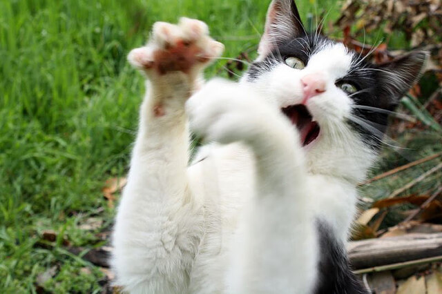 意甲豪门“豪赌”_ 高价签入新星，战术打法再升级，意甲三豪门