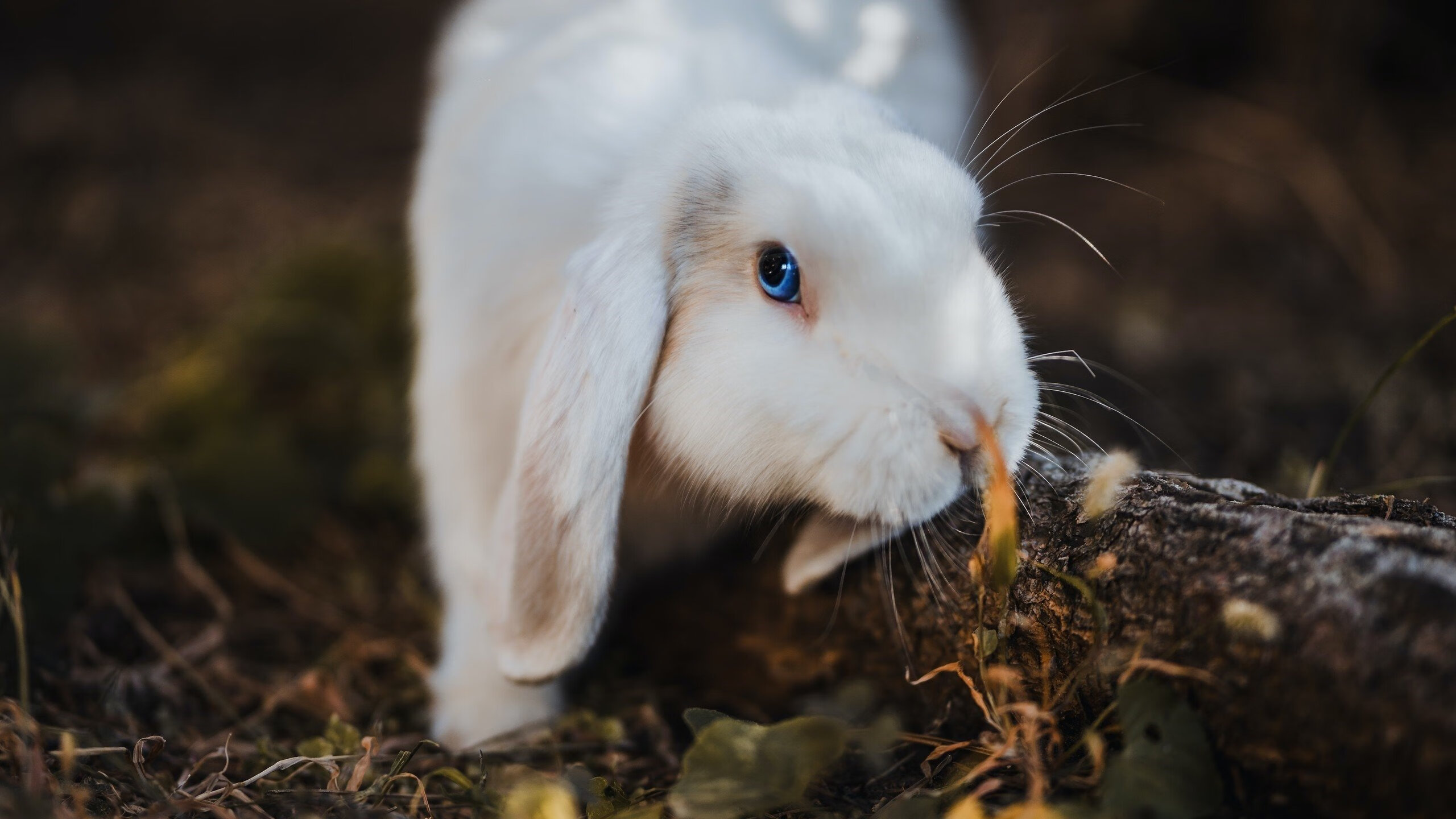 JIUYOU.COM-王者荣耀 赛事运营升级助力推广，王者荣耀赛事规则介绍