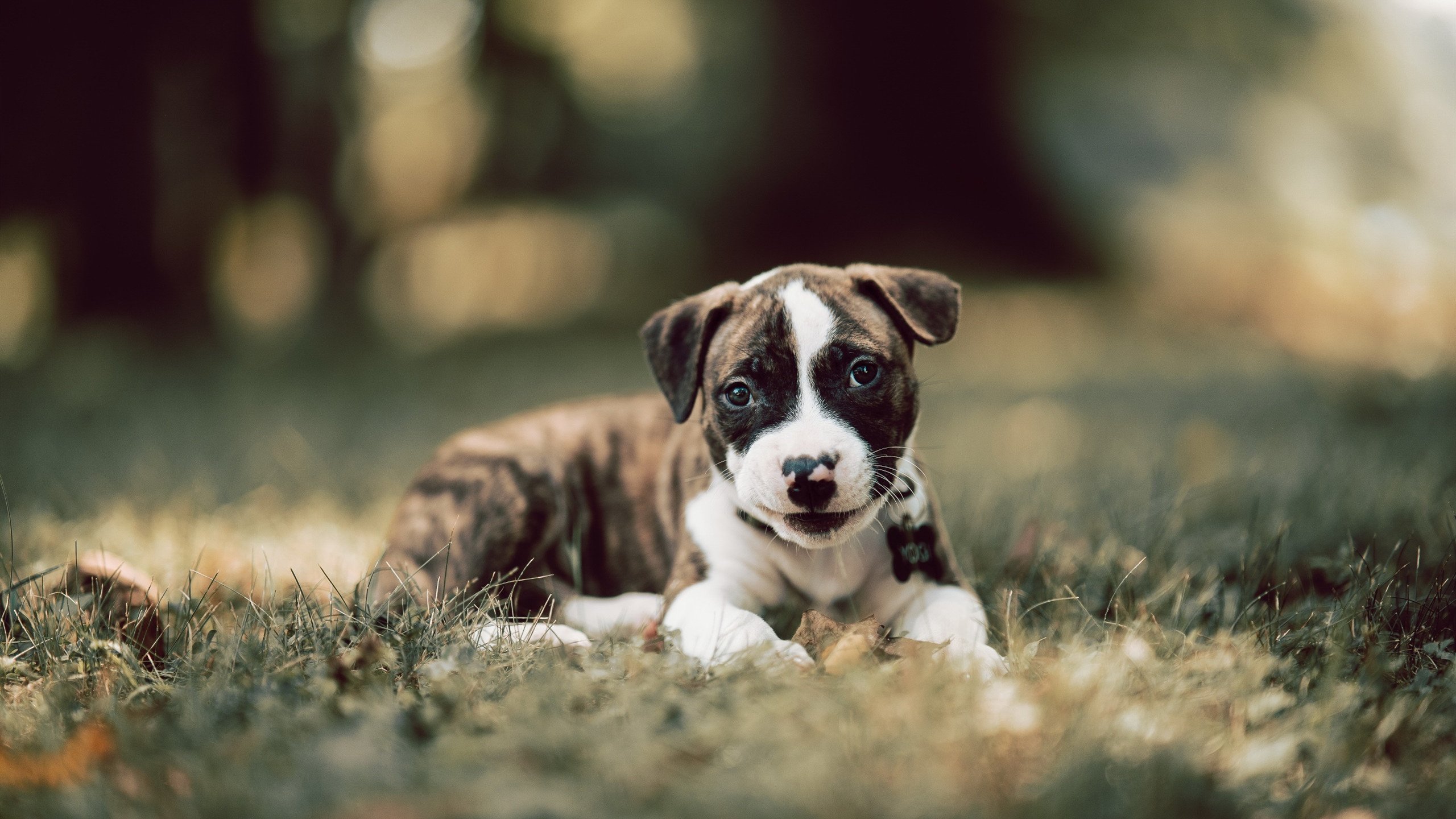 运动员装备升级，创新科技助力战斗，运动员用品有哪些东西