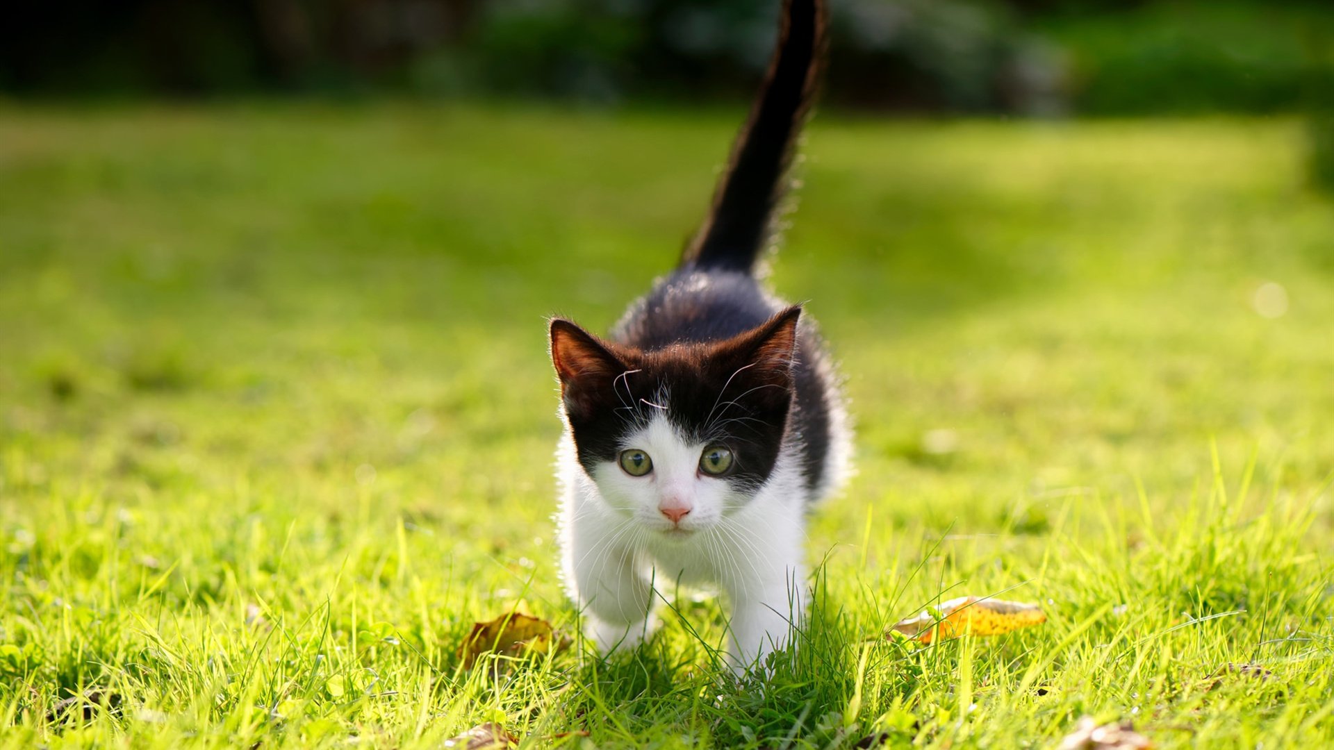 九游游戏中心-中超球队注重科学训练，身体素质提升，中超球队注重科学训练,身体素质提升