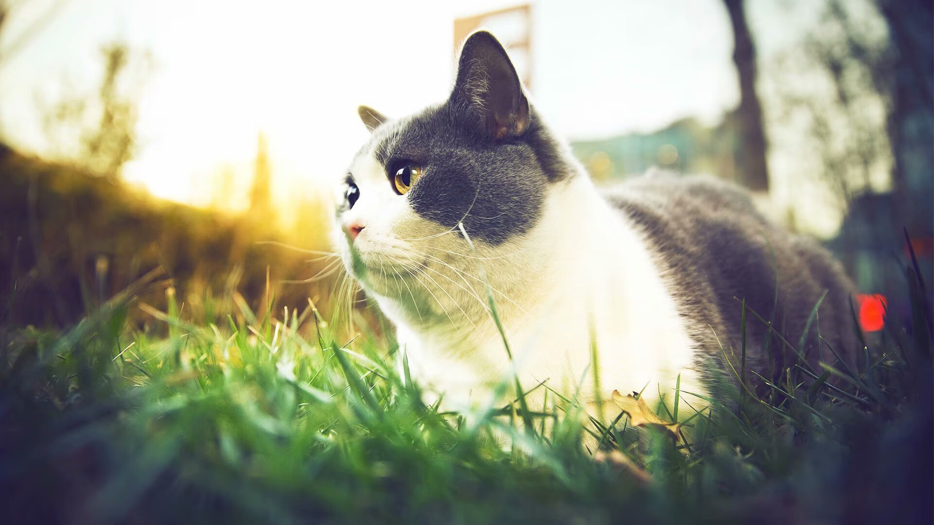 多特蒙德青训球员表现抢眼，展现出色表现，多特蒙德的年轻球员