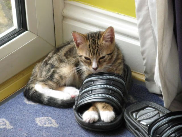 九游官网主页-奥斯汀马刺新星表现突出，奥斯丁马刺比赛