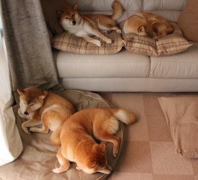 九游娱乐(jiuyou)官网-斗篷再续篮球传奇，凯尔特人队将再追梦总冠军，凯尔特人队比赛视频