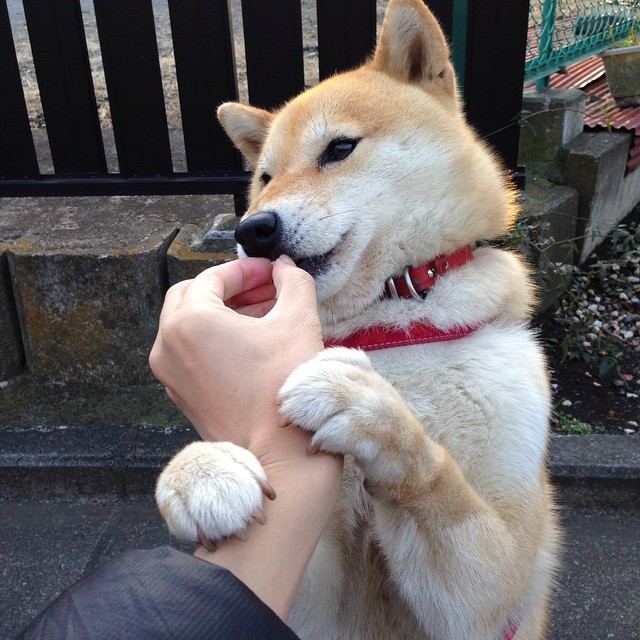 九游jiuyou-美因茨球队遭遇伤病潮，积分榜排名急剧下滑，美因茨比赛视频聚胜顽球汇