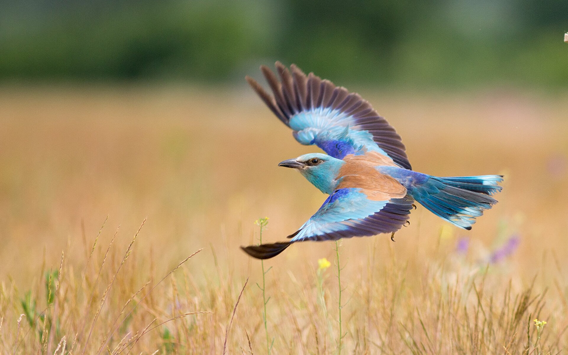西班牙国家队实力逆袭，欧国联对手难以招架，西班牙国家队主力阵容