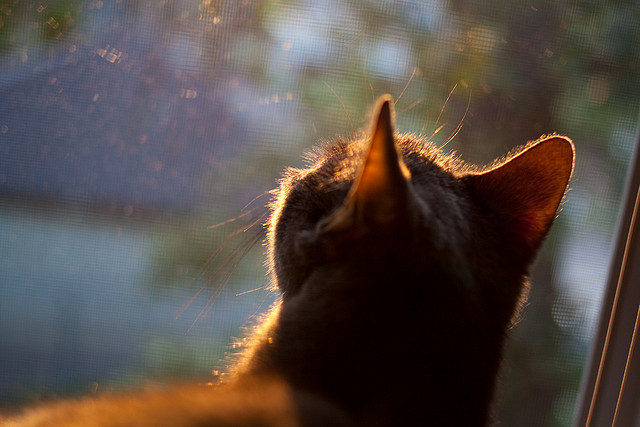 雅马哈车队在MotoGP中取得多场胜利,雅马哈motoroid赛车价格