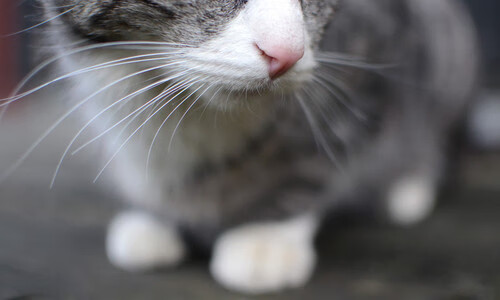 黎巴嫩国家队集训备战欧洲杯预选赛，黎巴嫩球员