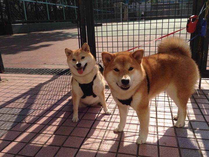 复杂战术揭秘：分析五大联赛中的“套路”