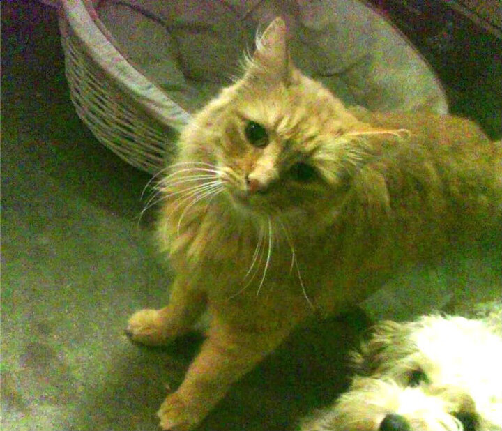 印度队2024年世界杯：从经验到信心的全面提升，印度1950世界杯