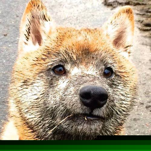 九游APP官网-国际乒联混合团体世界杯：澳大利亚队的表现分析与总结，澳大利亚乒乓男团