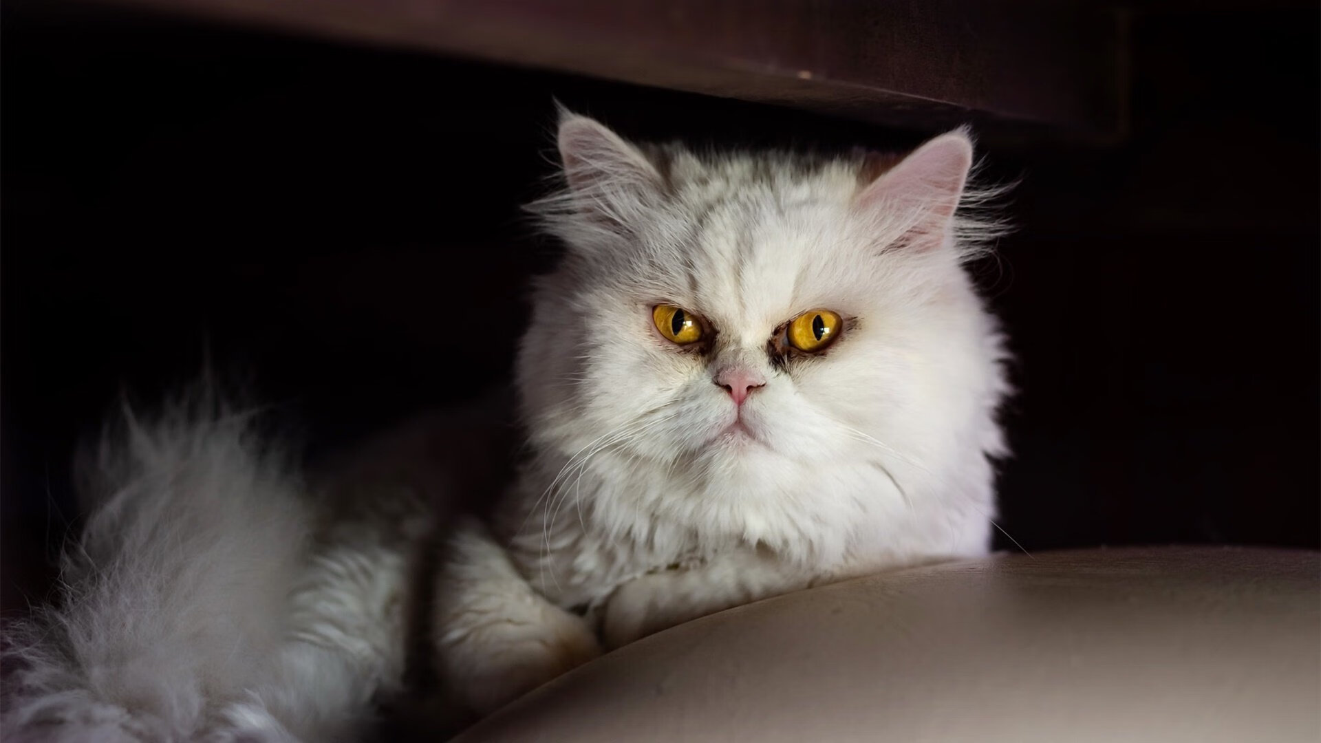 国际乒联混合团体世界杯：澳大利亚队的表现分析与总结，澳大利亚乒乓男团