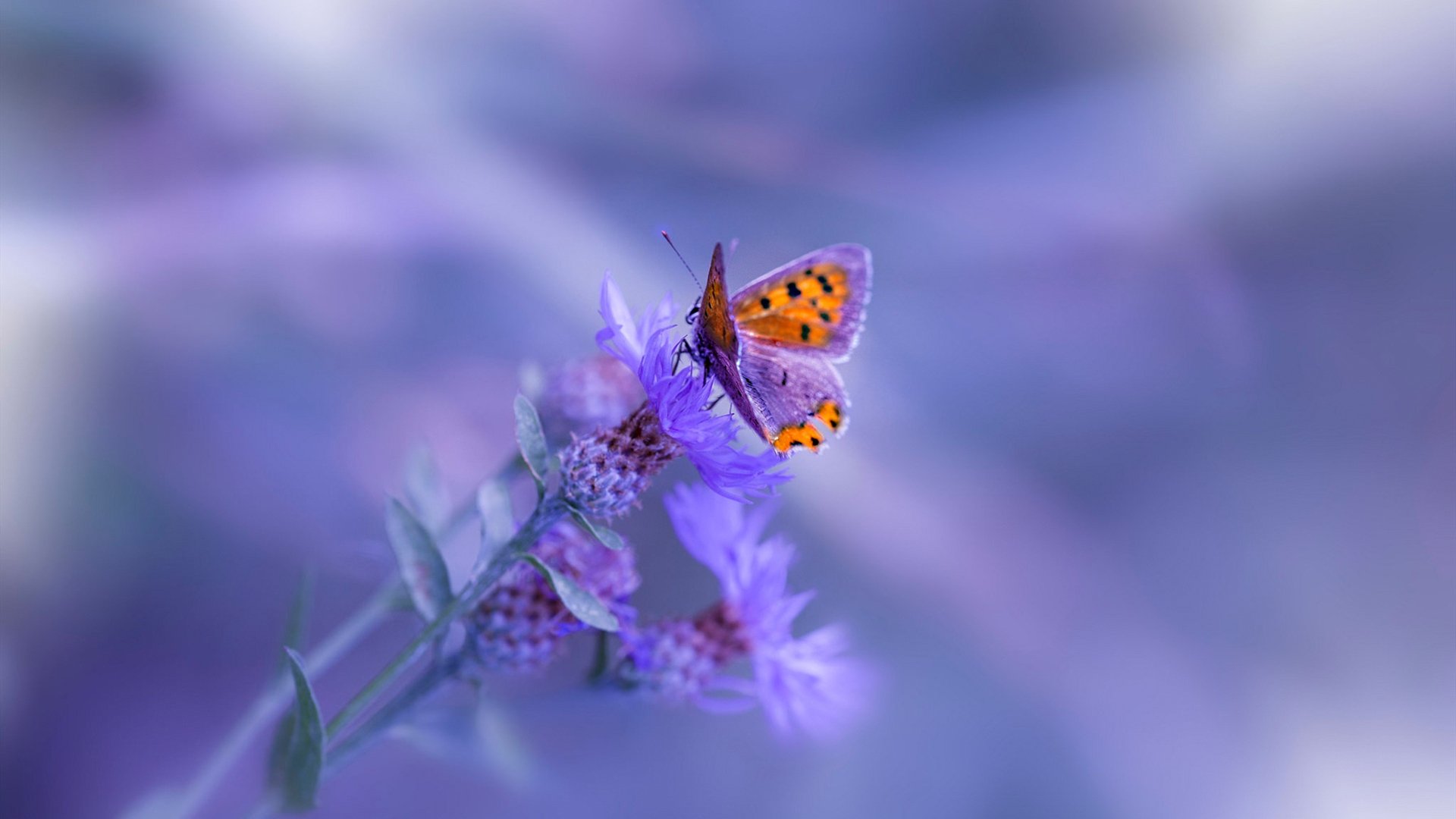 奥预赛中国青年队晋级 球员发挥稳定，2021奥青会