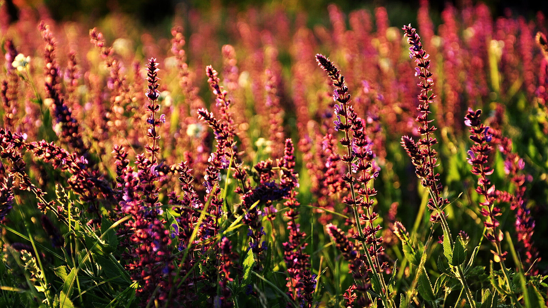 九游APP官网-乌拉圭国家队积极备战，目标再创佳绩