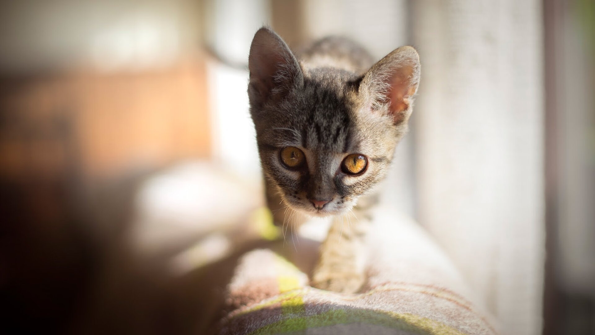 科特迪瓦男篮在非洲锦标赛中表现稳定,冲击历史最佳成就,科特迪瓦男篮vs中国男篮视频