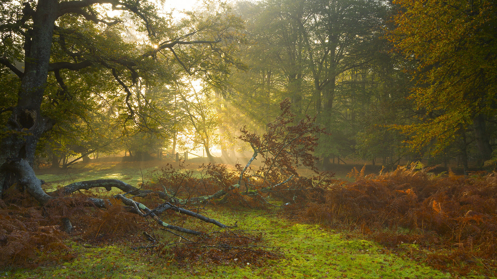 英格兰橄榄球文化席卷全球,球迷参与热情高涨,英格兰橄榄球队