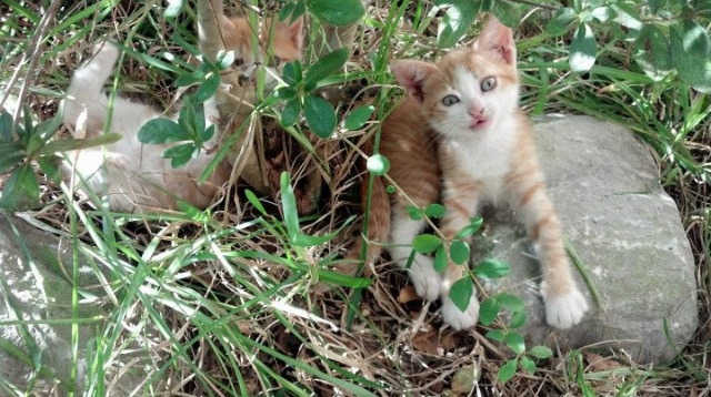 JIU YOU GAME-贝尔哈德·福特：稳固防线和突破进攻的全能球员，贝尔福特老婆